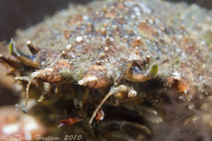 Spiny spider crab. Trefor pier. D3, 60mm. by Derek Haslam 
